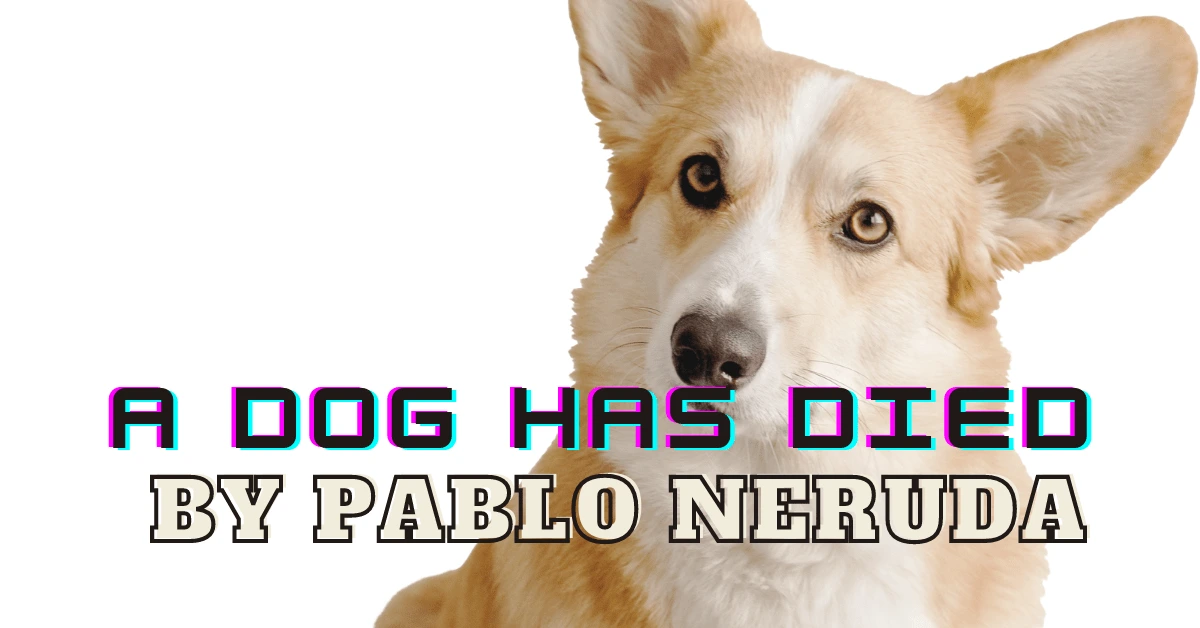 a dog is sitting on a white background with the words, a dog has died