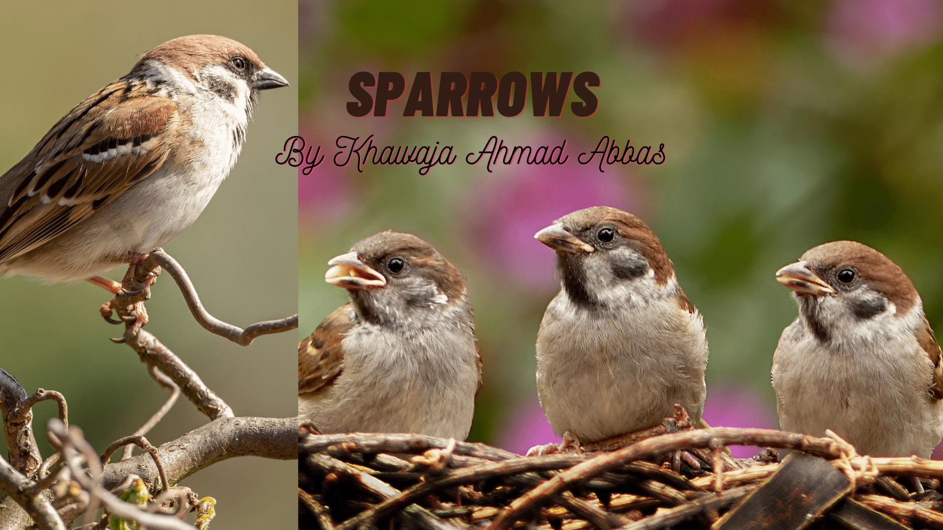 a group of birds sitting on top of a nest