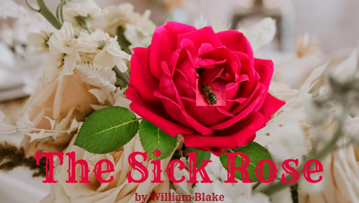 a pink rose in a vase with a pink rose